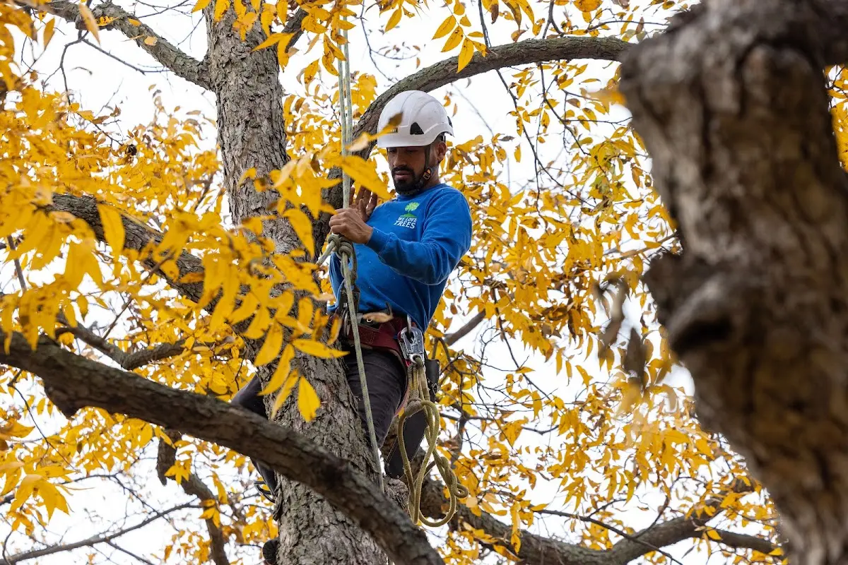 Skilled Emergency Tree Service crew working in Dornsife